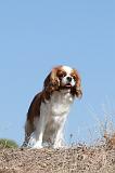 CAVALIER KING CHARLES 067